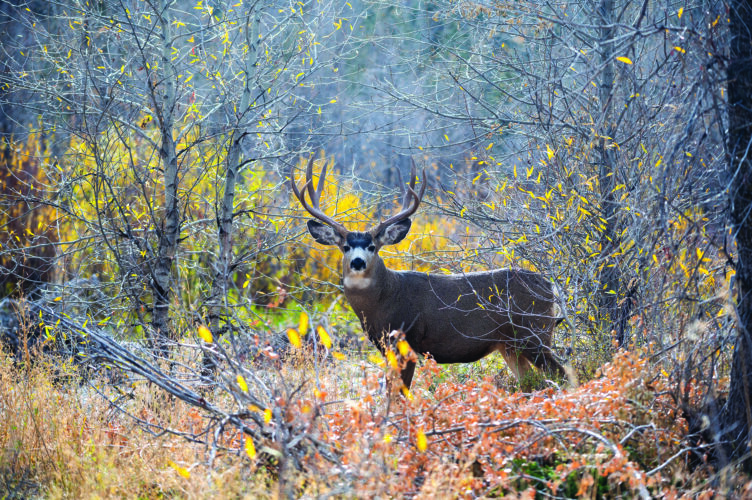 How to Hunt Deer for Beginners